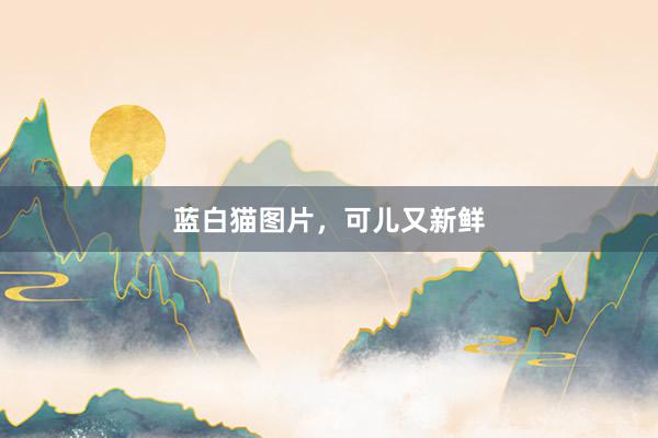 蓝白猫图片，可儿又新鲜